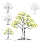 Realistic Tree Drawing Step By Step Art Guide Bioneers Live