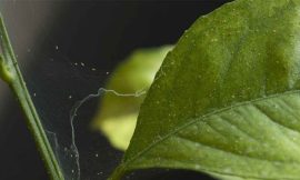 IDENTIFY AND MANAGE SPIDER MITES