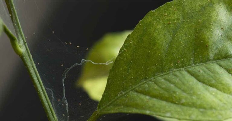 Read more about the article IDENTIFY AND MANAGE SPIDER MITES