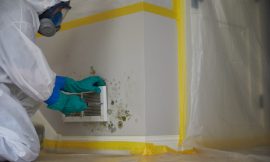 Mold Remediation – What You Need to Know