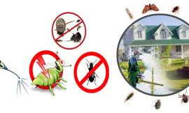 Why You Should Consider Year-Round Pest Control in Melbourne?