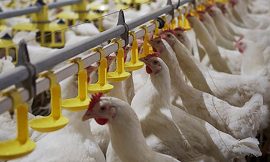 Why Upgrading Your Poultry Water System Can Boost Farm Productivity