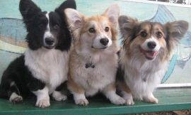 Fluffy Gene Corgi: Understanding the Unique Traits