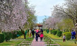 Seasonal Highlights: Why Spring is the Best Time to Visit Kashmir