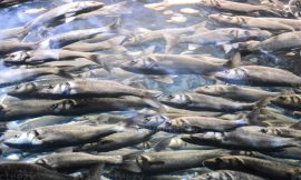 United States Fish Farming Market ,Opportunities and Forecast, 2017-2031F