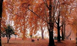 Autumn Glory: Exploring the Golden Valleys of Kashmir in November