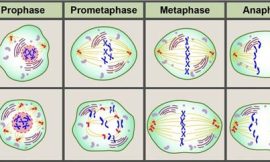 CD BioSciences Introduces Centrosome Antibody Development Solutions to Advance Cancer Research