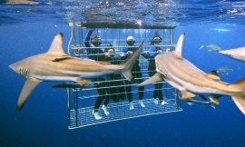 Top Outdoor Activities in South Africa: From Hiking to Shark Cage Diving