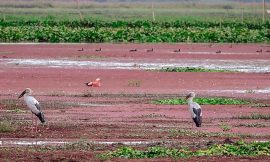 The Best Time for Birdwatching in North East India: November to March