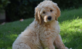 Finding Your Perfect Mini Goldendoodle: A Guide to Local Options and Goldendoodle Puppies for Sale in Lakeland