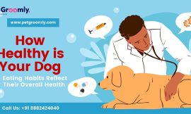 How Healthy is Your Dog? Eating Habits Reflect Their Overall Health – Dog Groomers