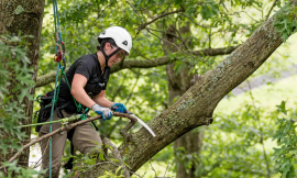 Keep Your Property Beautiful with Experts Fort Collins Tree Services