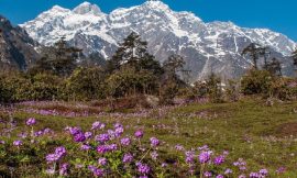 Wildflower Bloom in Sikkim and Arunachal Pradesh