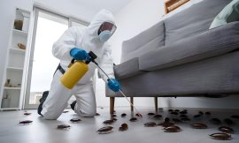 Say Goodbye to Bed Bugs with a Bed Bug Exterminator in Philadelphia