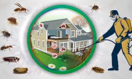 Pest Control Company in Lahore – Ensuring a Pest-Free Environment