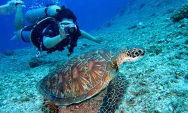 Discover the Best Scuba Diving Experience on Saona Island