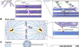 Harnessing Cytoskeletal Dynamics: Novel Technologies and Their Applications in Biotechnology