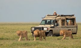 Top Things to Do in Serengeti National Park with Serengeti Safari Packages