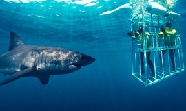 Best Months for Adventure Tours in South Africa: From Shark Cage Diving to Bungee Jumping