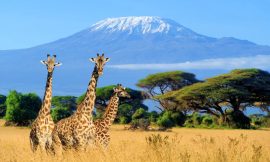 A Complete Guide to a Safari Adventure in Tanzania