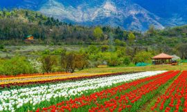 Exploring the Gardens of Kashmir: Mughal Gardens, Tulip Festivals, and More