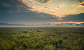 Exploring Kaziranga National Park: A Complete Travel Guide