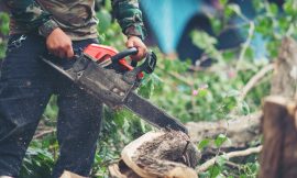 5 Signs You Need a Tree Removal Service