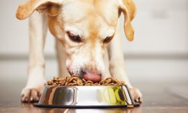 Can Human-Grade Dog Food Help with Joint Health?