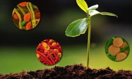 United States Agricultural Inoculants Market, Size, Future, Growth, Trends