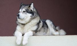 Beyond Sledding: Discovering the Alaskan Malamute’s Charm