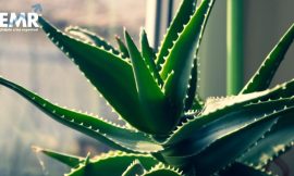 Crecimiento del Mercado de Aloe Vera: Perspectivas hasta 2032