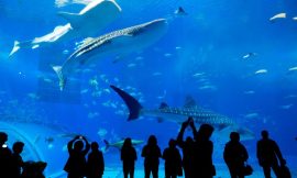 Top Reasons to Visit Dubai Mall Aquarium with Your Family