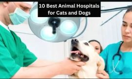 10 Best Animal Hospitals for Cats and Dogs