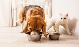 Brazil Pet Food Market Share, Size Trends Analysis and Outlook 2024-2032