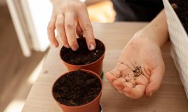 Is Your Soil Sabotaging Your Seeds? 8 Mistakes to Avoid