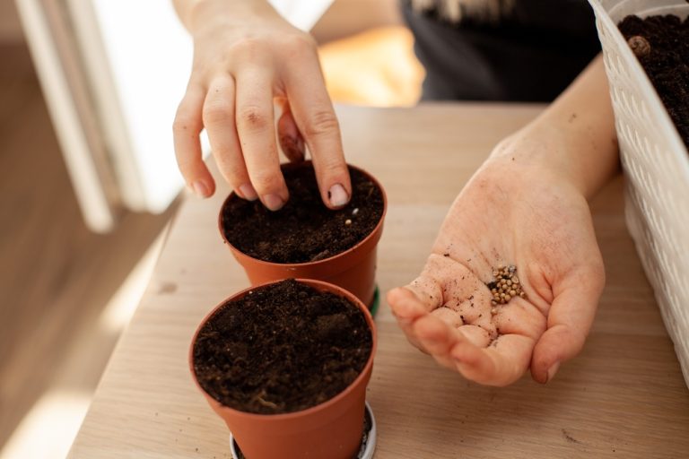 Read more about the article Is Your Soil Sabotaging Your Seeds? 8 Mistakes to Avoid