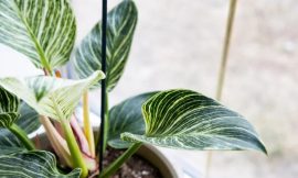 Indoor Plants Like Philodendron Birkin Are Essential for Office Spaces