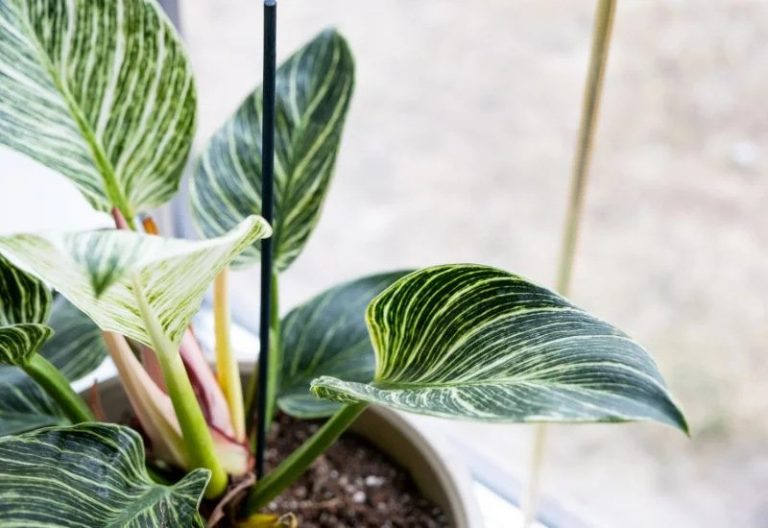 Read more about the article Indoor Plants Like Philodendron Birkin Are Essential for Office Spaces