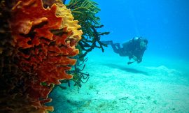 Discover the Magic of Snorkeling in Punta Cana