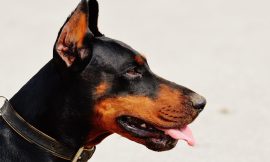 The Best Activities for Dobermans: Keeping Them Happy