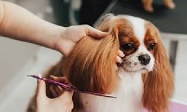 Why You Should Choose Professional Grooming for Your Dog?