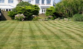 Pro Tips for Keeping Your Grass Green and Healthy