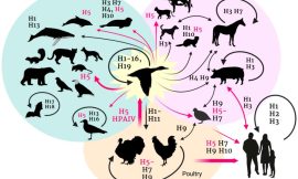 H5N1 Antibodies and Antigens for Research Applications