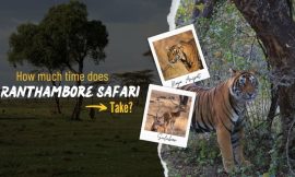 How Much Time Does Ranthambore Safari Take?