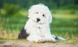 Shaggy Dog Puppies For Sale Available: Find Your Perfect Furry Companion