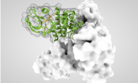 Immune Checkpoint Therapy and Small Molecule Drug Development Services