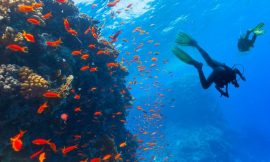 Why Diving in Mallorca?Discover the Top Reasons Here