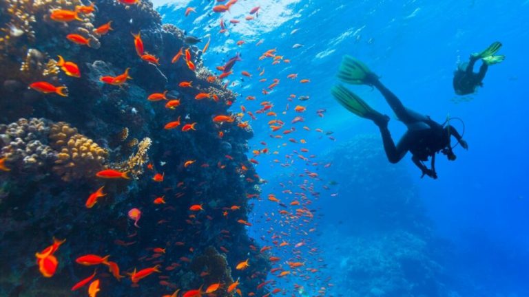 Read more about the article Why Diving in Mallorca?Discover the Top Reasons Here