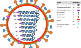 Influenza A Virus Mouse Models for Accelerated Research