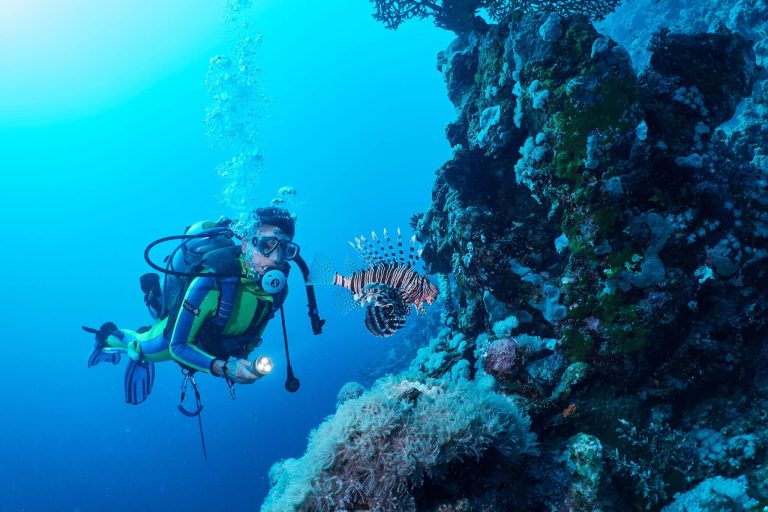 Read more about the article Dreaming of Diving in Mallorca?What Marine Life Can You See?